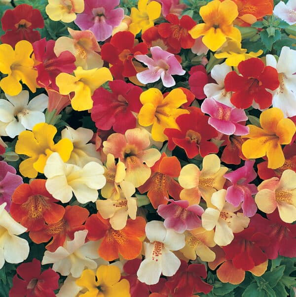 Mimulus hybrida F1 Magic mixture