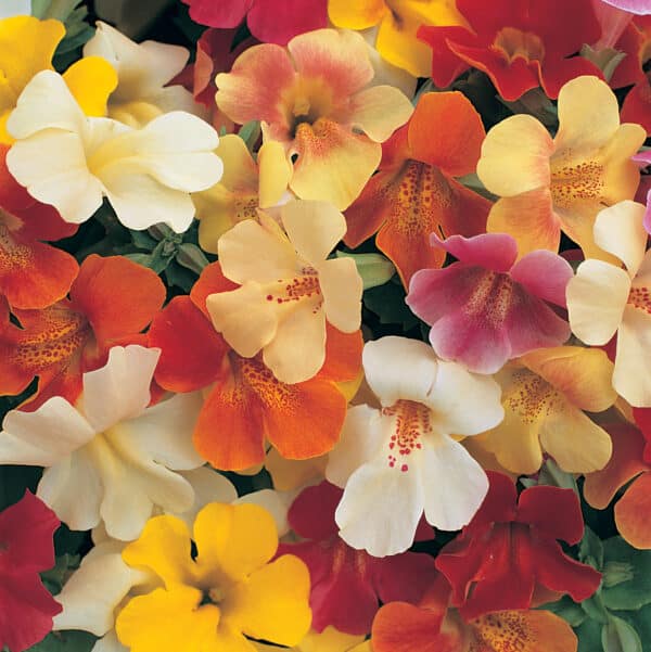 Mimulus hybrida F1 Magic mixture - Image 2