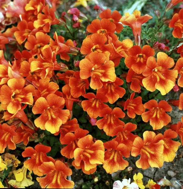 Mimulus hybrida F1 Magic Orange