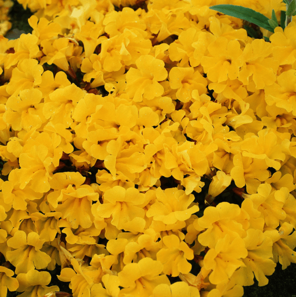 Mimulus hybrida F1 Magic Yellow