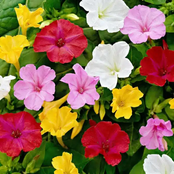 Mirabilis jalapa