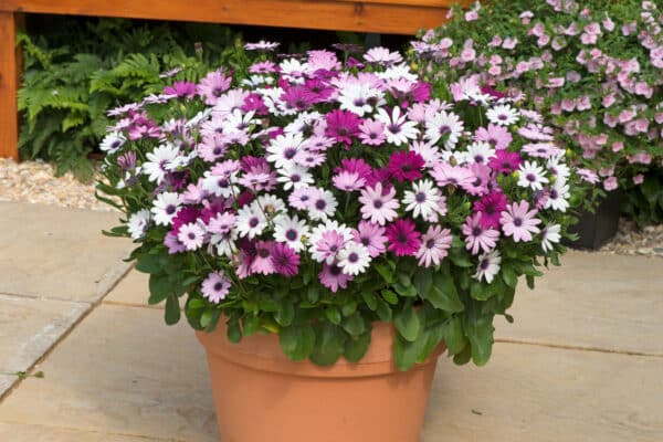 Osteospermum Ballade mix 3