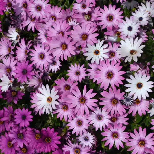 Osteospermum Ballade