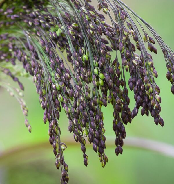 Panicum millaceum Violaceum A