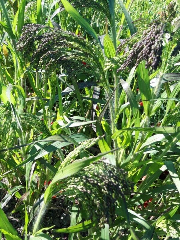 Panicum millaceum violaceum scaled