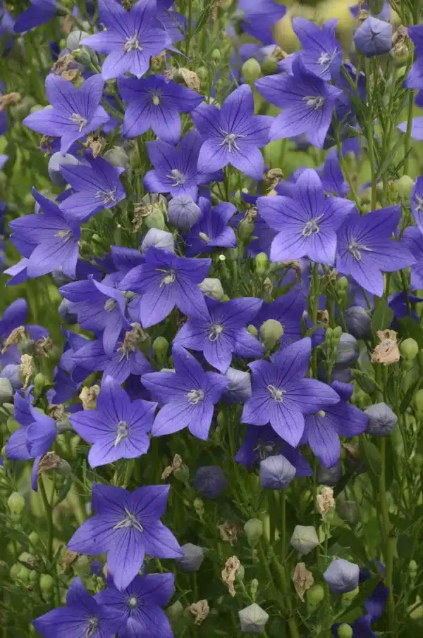 Platycodon grandiflorus Blue 2