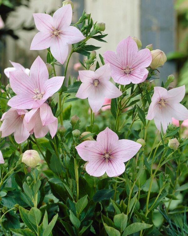 Platycodon grandiflorus Pink A