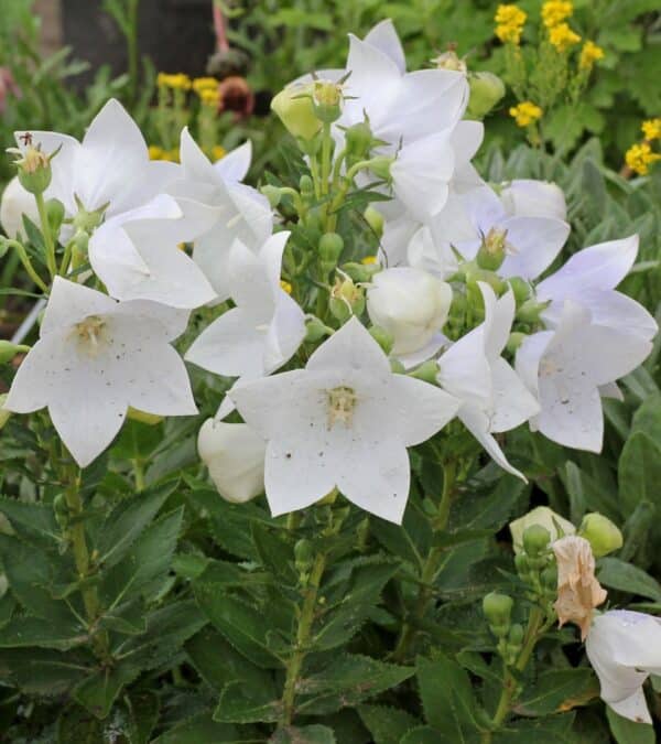 Platycodon grandiflorus White A