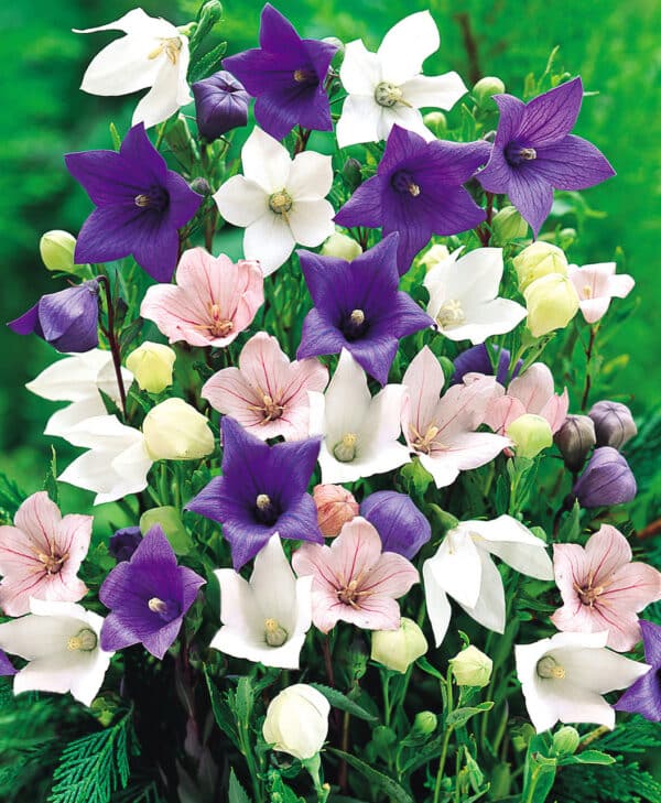 Platycodon grandiflorus mixture 1