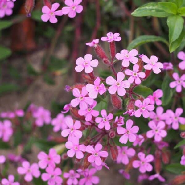 Saponaria ocymoides 1