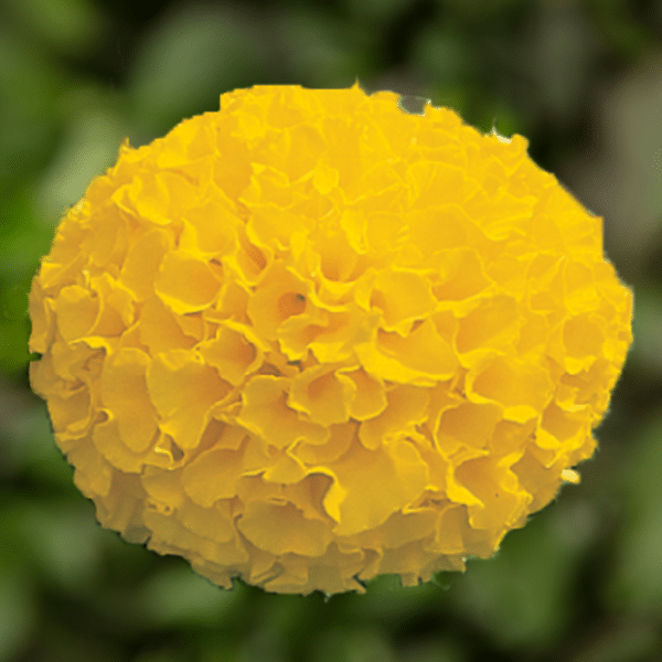 Tagetes erecta (Marigold) Antigua Gold - Image 3