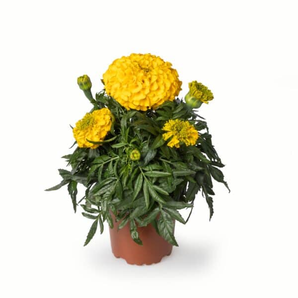 Tagetes erecta (Marigold) Antigua Gold