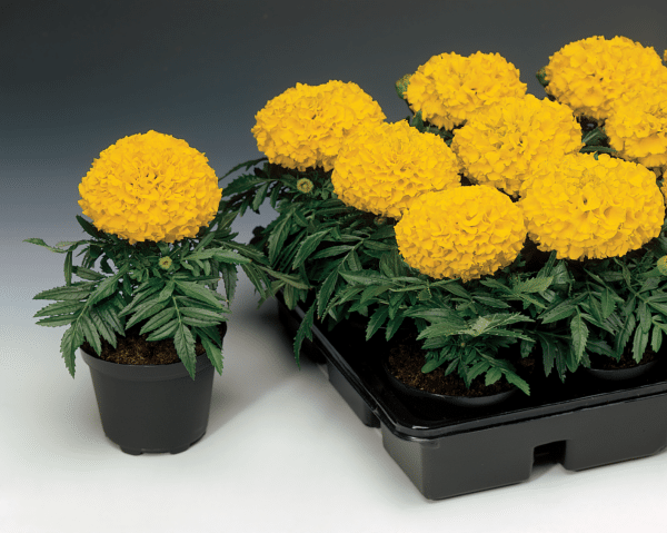 Tagetes erecta (Marigold) Antigua Gold - Image 2