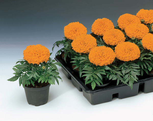 Tagetes erecta (Marigold) Antigua Orange - Image 2