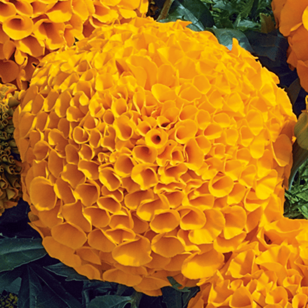 Tagetes erecta (Marigold) Antigua Orange - Image 3