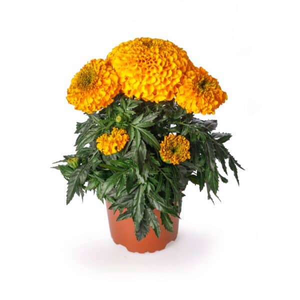 Tagetes erecta (Marigold) Antigua Orange