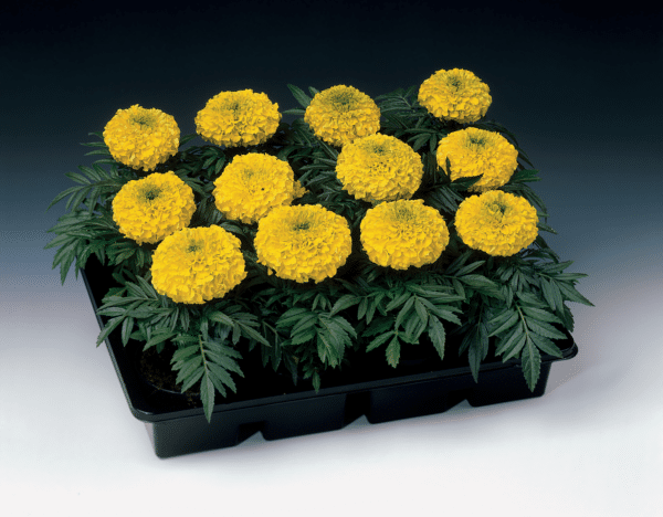 Tagetes erecta (Marigold) Antigua Yellow - Image 2