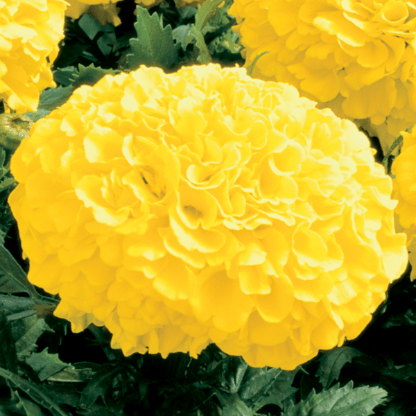 Tagetes erecta (Marigold) Antigua Yellow - Image 3