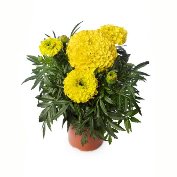 Tagetes erecta (Marigold) Antigua Yellow