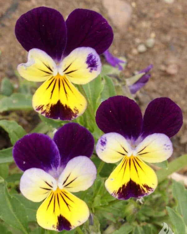 Viola cornuta Helen Mount (Johnny Jump-Up)