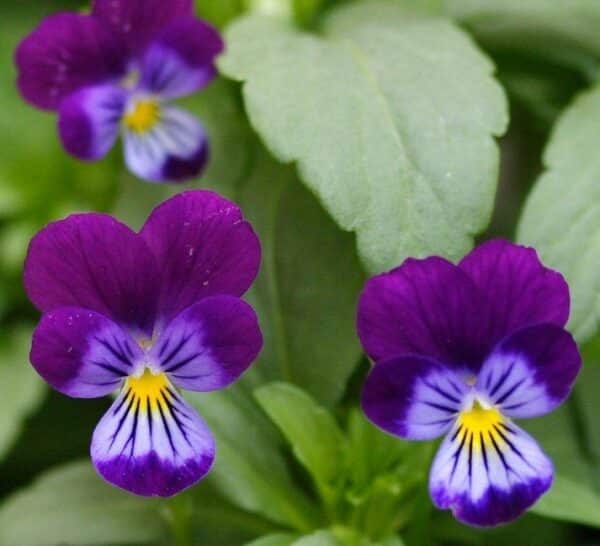 Viola cornuta King Henry