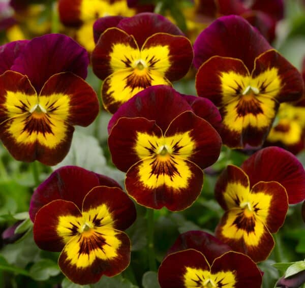 Viola cornuta F1 Admire® Red Yellow Face - Image 3