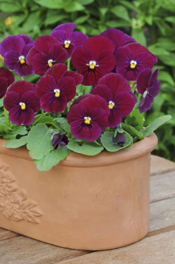 Viola cornuta F1 Sorbet® Carmine Rose - Image 2