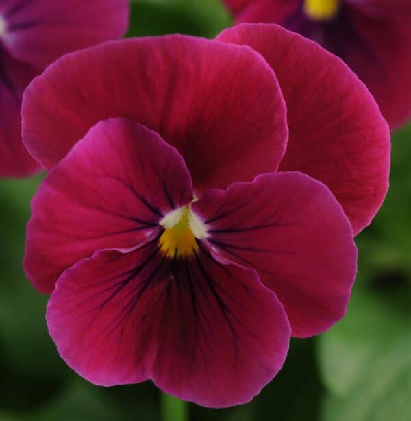 Viola cornuta F1 Sorbet® Carmine Rose - Image 4