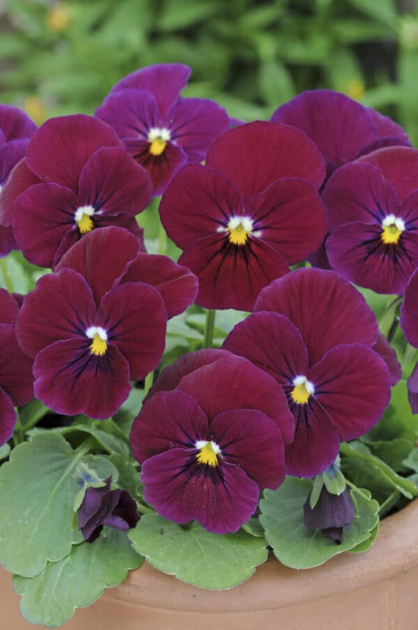 Viola cornuta F1 Sorbet® Carmine Rose - Image 3