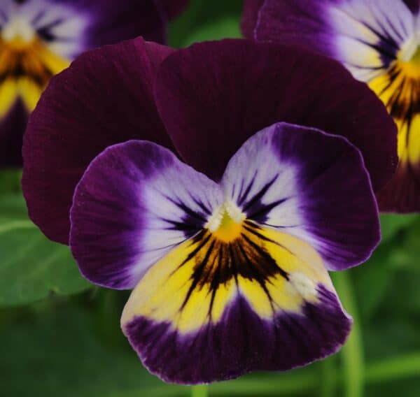 Viola cornuta F1 Sorbet® Midnight Glow - Image 2