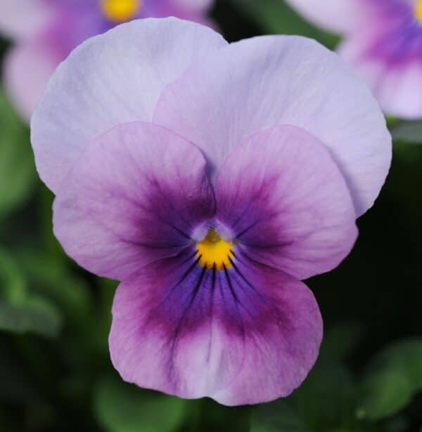 Viola cornuta F1 Sorbet® Orchid Rose Beacon - Image 2