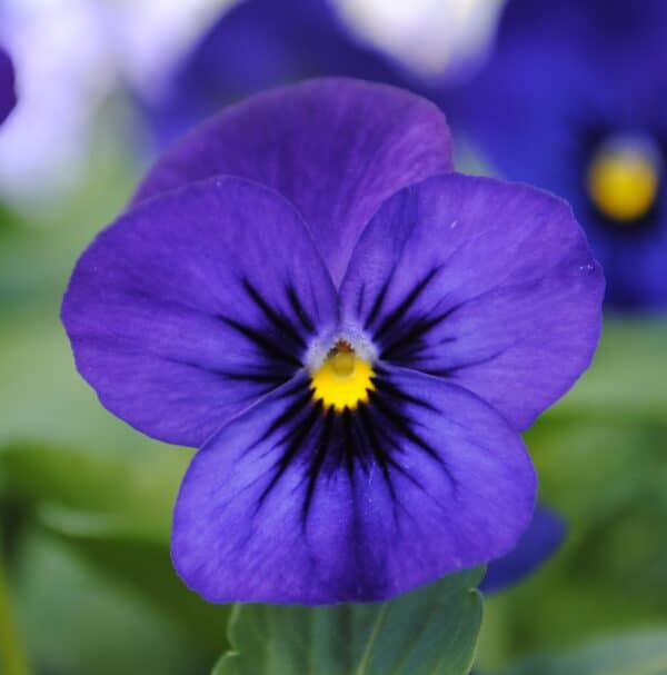 Viola cornuta F1 Sorbet® XP Blue Blotch