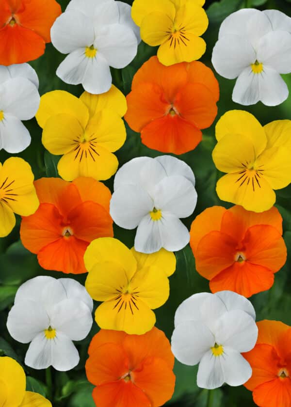 Viola cornuta F1 Sorbet® XP Citrus mixture