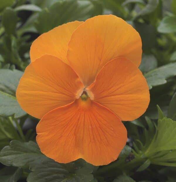 Viola cornuta F1 Sorbet® XP Deep Orange - Image 5