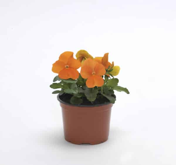 Viola cornuta F1 Sorbet® XP Deep Orange - Image 2