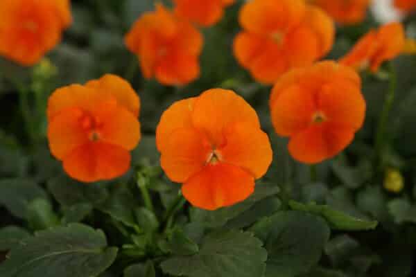 Viola cornuta F1 Sorbet® XP Deep Orange - Image 3