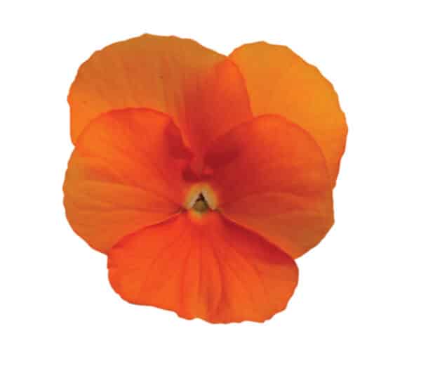 Viola cornuta F1 Sorbet® XP Deep Orange