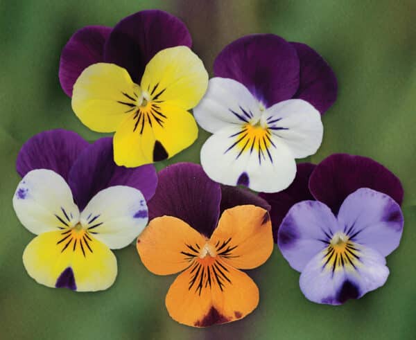 Viola cornuta F1 Sorbet® XP Jump Up mixture