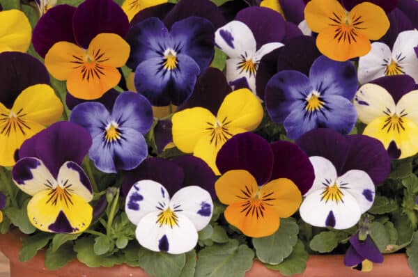 Viola cornuta F1 Sorbet® XP Jump Up mixture - Image 2