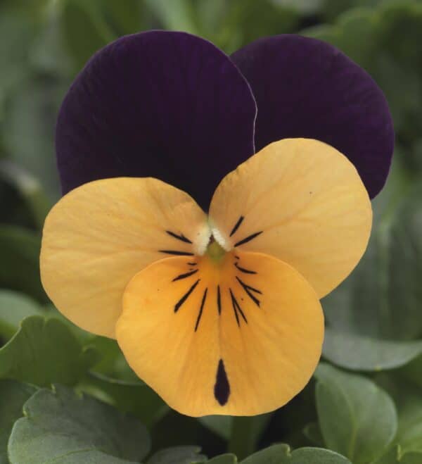 Viola cornuta F1 Sorbet® XP Orange Jump Up - Image 4