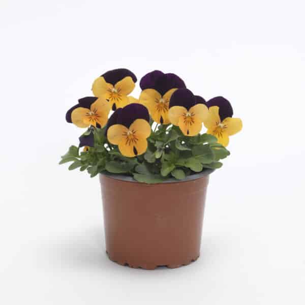 Viola cornuta F1 Sorbet® XP Orange Jump Up - Image 2