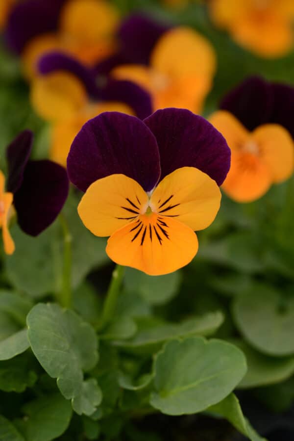 Viola cornuta F1 Sorbet® XP Orange Jump Up - Image 3