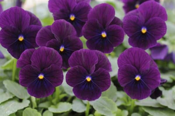 Viola cornuta F1 Sorbet® XP Purple - Image 3