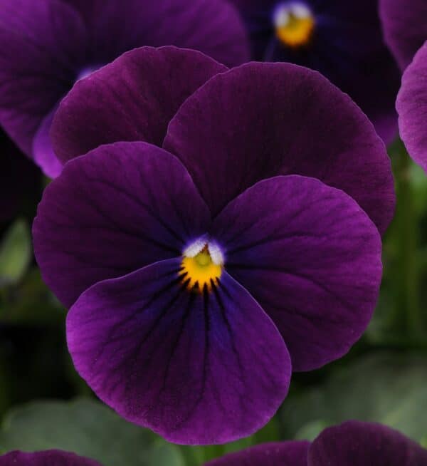 Viola cornuta F1 Sorbet® XP Purple - Image 4