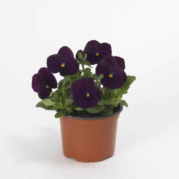 Viola cornuta F1 Sorbet® XP Purple - Image 2