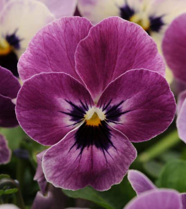 Viola cornuta F1 Sorbet® XP Raspberry - Image 2