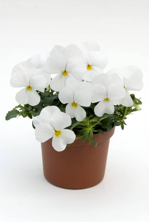 Viola cornuta F1 Sorbet® XP White - Image 2