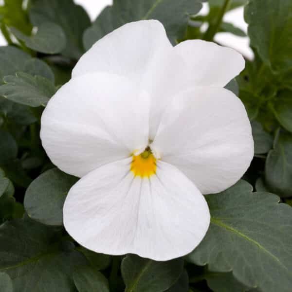 Viola cornuta F1 Sorbet® XP White - Image 4