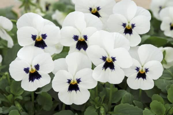 Viola cornuta F1 Sorbet® XP White Blotch - Image 3