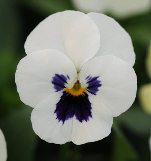 Viola cornuta F1 Sorbet® XP White Blotch - Image 4